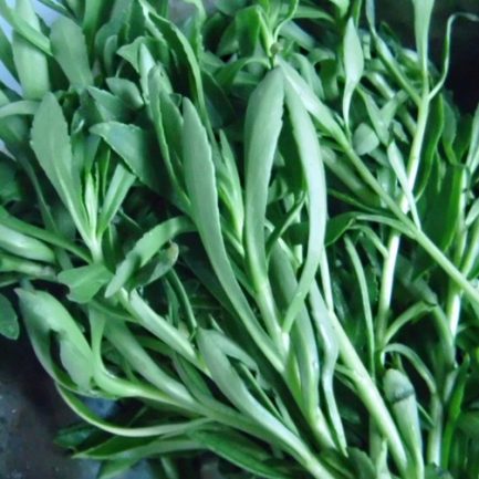 Andrographis Paniculate Extract Andrographis Paniculate Extract