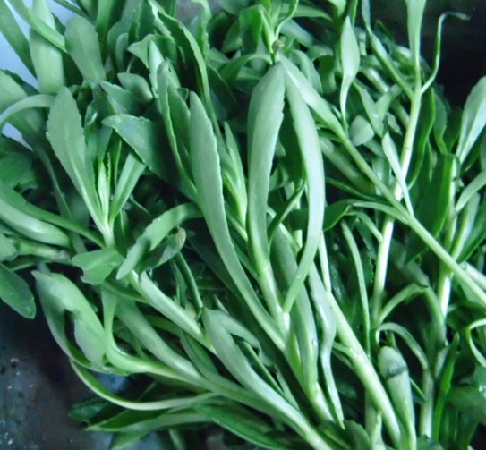 Extracto de Andrographis Paniculate