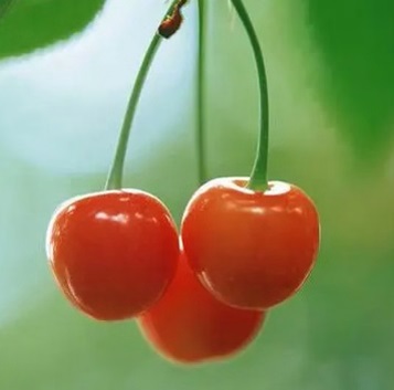 Tart Cherry Fruit Powder