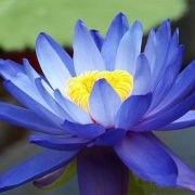 Blue Lotus Extract for Cosmetics