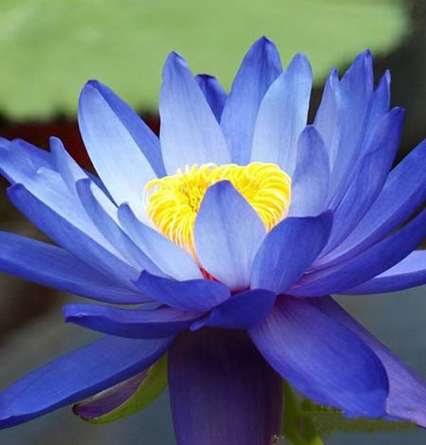 Blue Lotus CO2 Extract Blue Lotus Extract for Cosmetics
