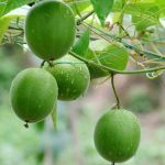 Oli essenziali naturali