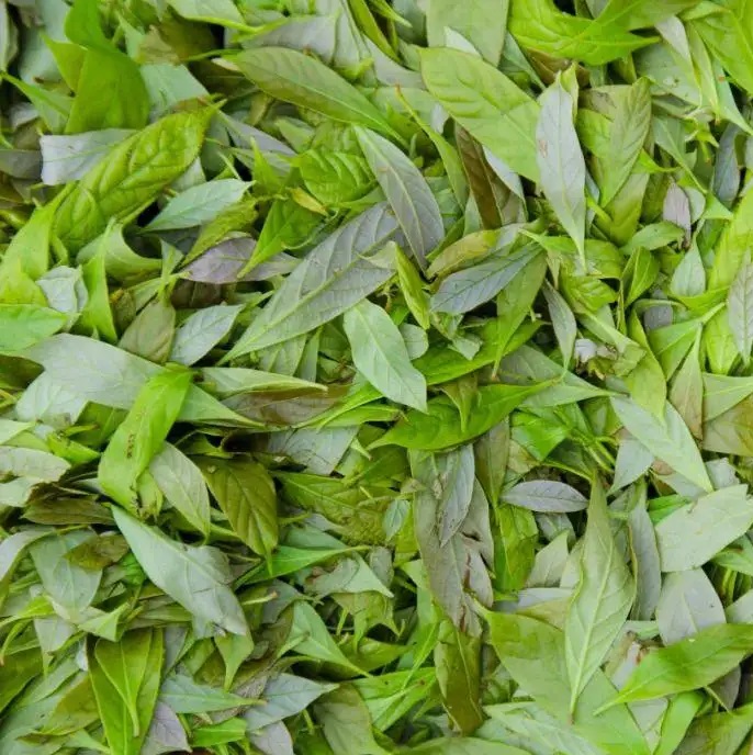 Sweet Tea Extract