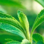 Stevia Leaf Extract