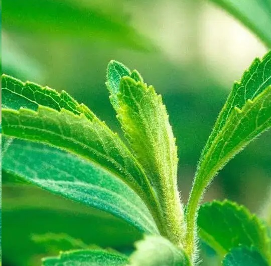 Stevia Leaf Extract
