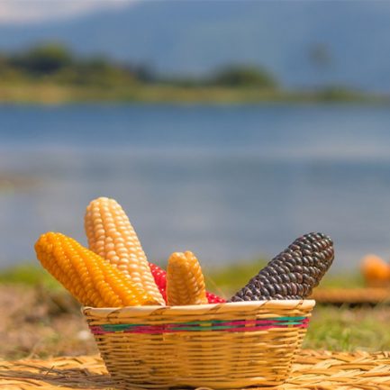 corn-5285150_1280 corn-5285150_1280