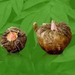 Konjac Gum