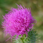 Silybum Marianum