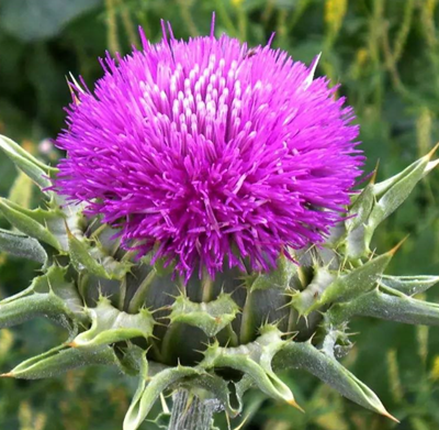 High quality milk thistle extract