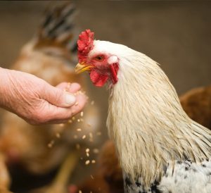 feed additives