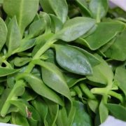 Andrographis Paniculata