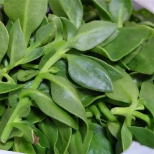 Andrographis Paniculata