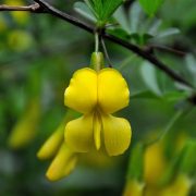 Broom Extract Powder /broom natural powder