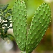 hoodia gordonii tablets/hoodia cactus extract factory/hoodia gardenia tea