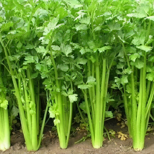 Celery Extract Powde