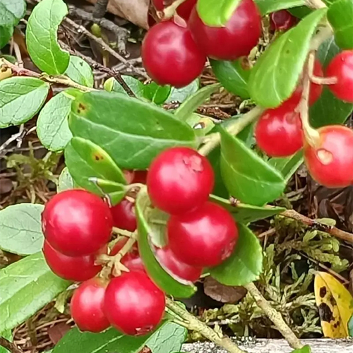 Cranberry Extract Powder /Proanthocyanidins supplements