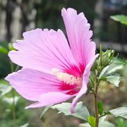 Hibiscus extract/Hibiscus Sabdariffa flower extract /hibiscus flower supplement
