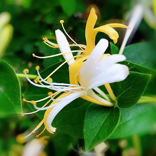 Honeysuckle Extract 金银花_副本