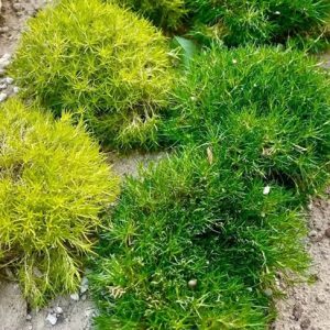 Extrait de mousse d’Irlande