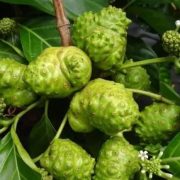 Noni Fruit powder /Noni Fruit extract powder/ noni fruit capsules