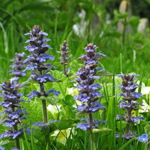 ອາຫານເສີມ Turkesterone/ຜົງ Turkesterone