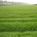 barley grass juice extract powder/Barley Grass Extract Powder/Barley Grass Powder