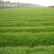 barley grass juice extract powder/Barley Grass Extract Powder/Barley Grass Powder