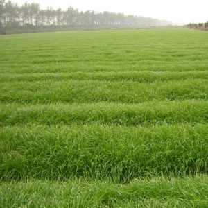 barley grass juice extract powder/Barley Grass Extract Powder/Barley Grass Powder