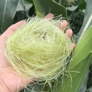 cornsilk extract/cornsilk supplement/cornsilk powder