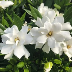 Gardenia extract
