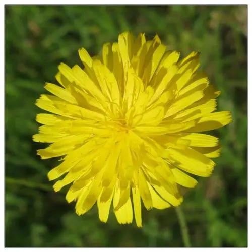 绿毛山柳菊(HIERACIUM PILOSELLA)提取物