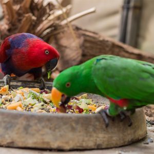 birds-4118173_1920(1)