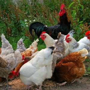 chicken-874507_1920 (1)(1)