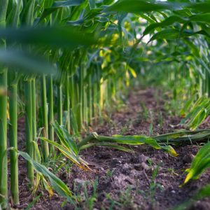 corn-3508552(1)