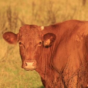 cow-2071549_1920(1)