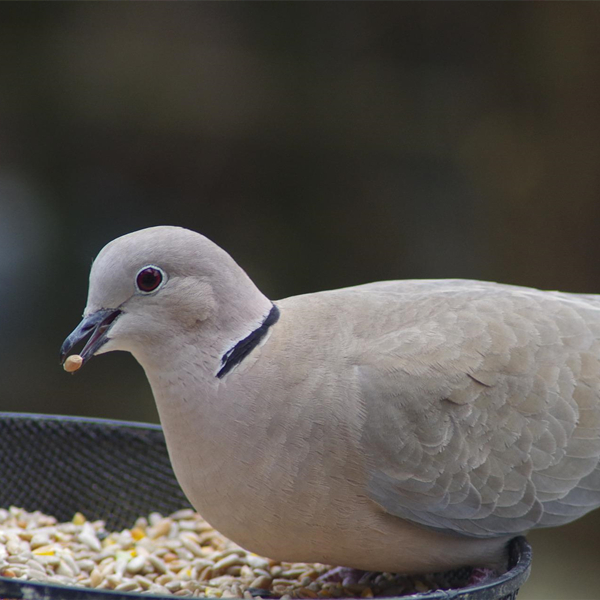 dove-696394_1920(1)