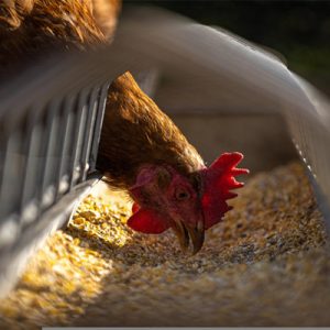 feed additive manufacturer feed additive manufacturer