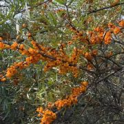 botanical extract manufacturers