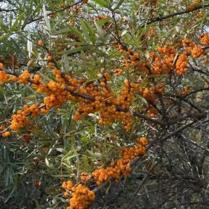 fabricants d’extraits botaniques