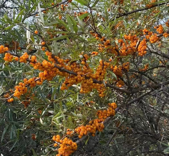 ಸಸ್ಯಶಾಸ್ತ್ರೀಯ ಸಾರ ತಯಾರಕರು