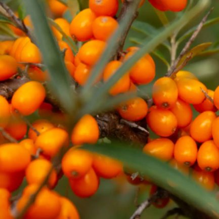 Algae Oil DHA Powder, Vitamin D3