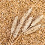vital-wheat-gluten-suppliers(1)