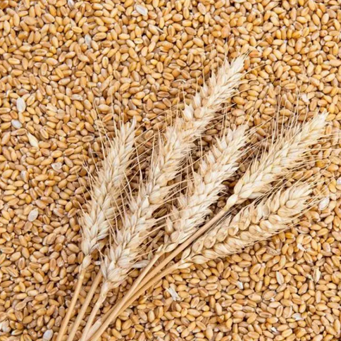vital-wheat-gluten-suppliers(1)