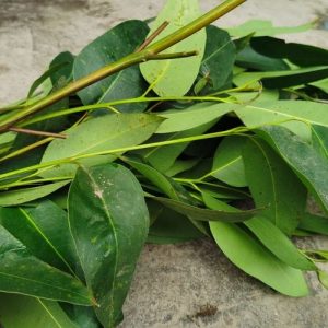 eucalyptus extract skin, antibacterial herb, scalp refresh extract, oily skin botanical, blue gum leaf care