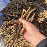 peony root skincare, paeonia extract, brightening root botanical, hyperpigmentation herb, mudanpi extract