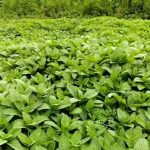 peppermint leaf extract, bohe skincare, mint toner botanical, cooling herbal extract, oily skin treatment