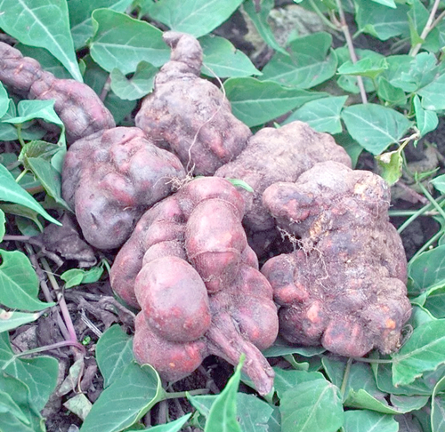 Polygonum Multiflorum Extract (He Shou Wu) 何首乌提取液_副本