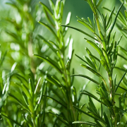 Rosemary extract suppliers
