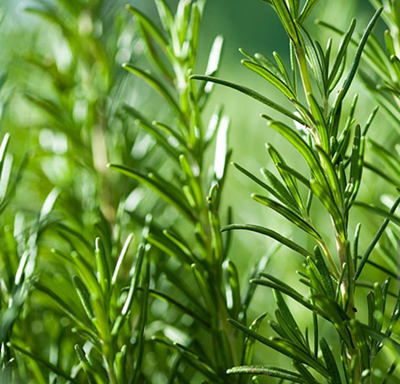 Rosemary extract suppliers