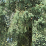 Chinese cedarwood oil